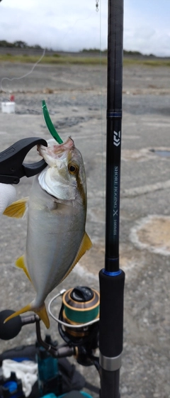 ショゴの釣果