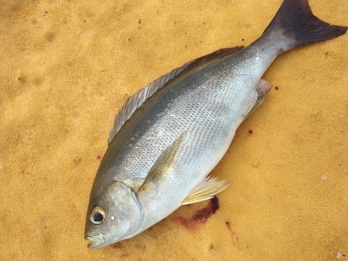 イサキの釣果