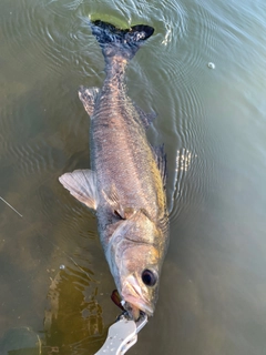 マルスズキの釣果