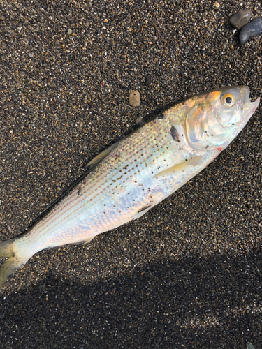 コノシロの釣果