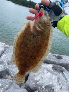 タマガンゾウビラメの釣果