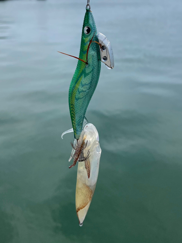 イカの釣果