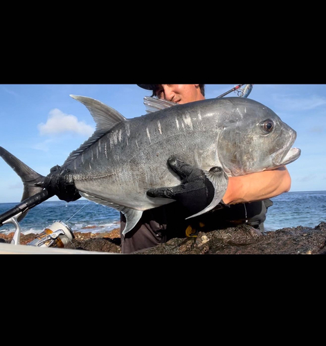 ロウニンアジの釣果