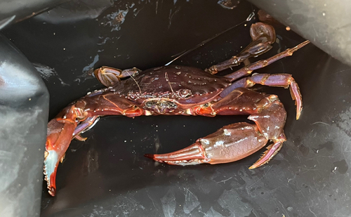 カニの釣果