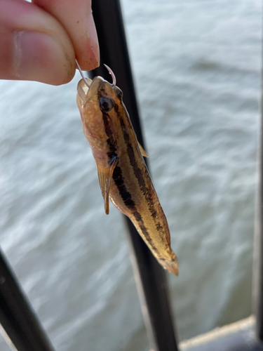 シモフリシマハゼの釣果