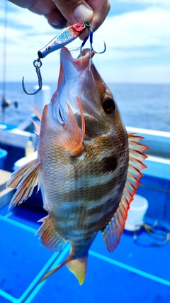 タテシマフエフキの釣果