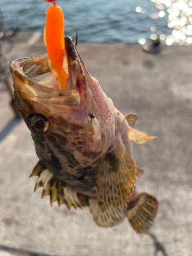 タケノコメバルの釣果