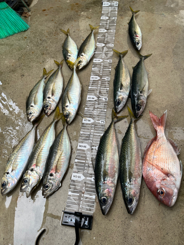 マサバの釣果