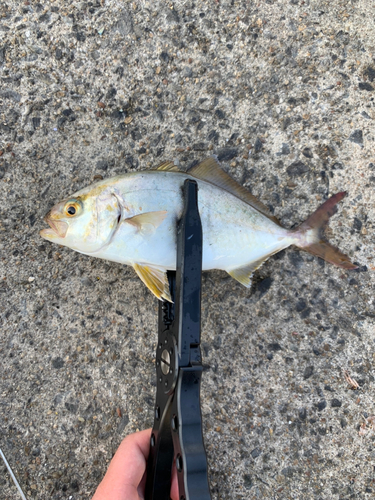 ショゴの釣果