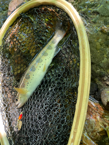 アマゴの釣果