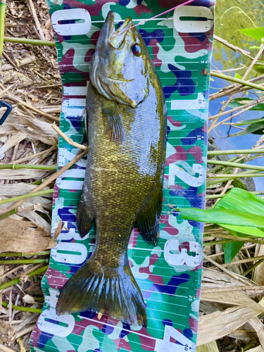 スモールマウスバスの釣果