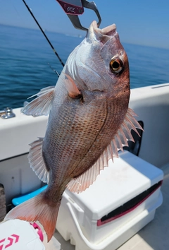 マダイの釣果