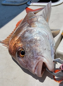 マダイの釣果