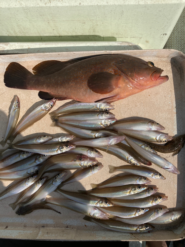 アコウの釣果