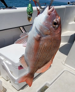 マダイの釣果