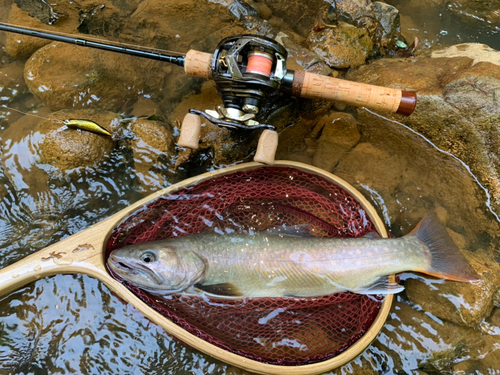 イワナの釣果