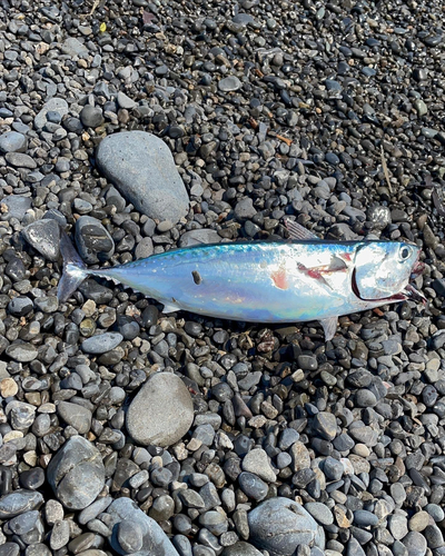 カツオの釣果