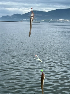 マハゼの釣果