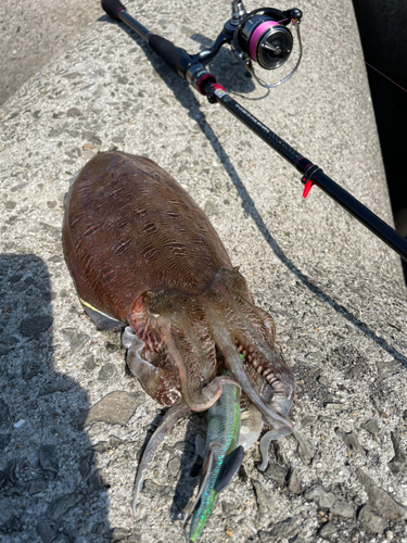 コウイカの釣果