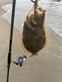 ヒラメの釣果