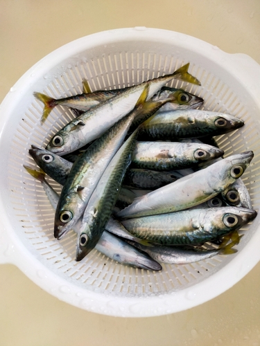 サバの釣果