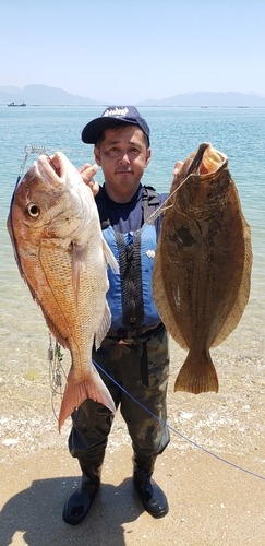 マダイの釣果