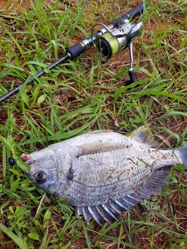 キビレの釣果