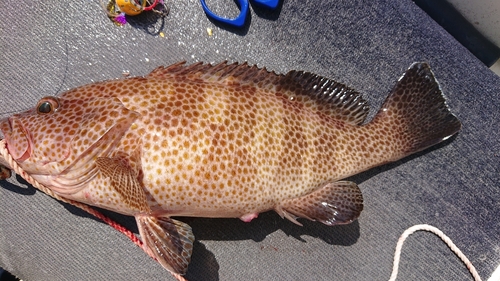 オオモンハタの釣果