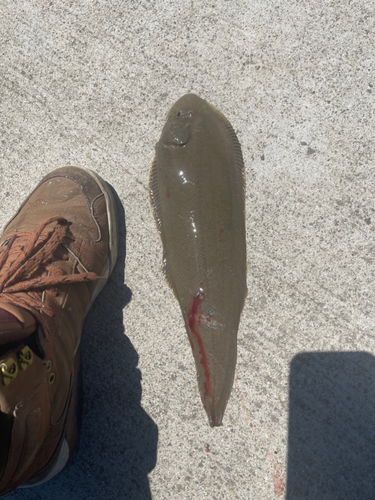 シタビラメの釣果