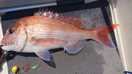 マダイの釣果