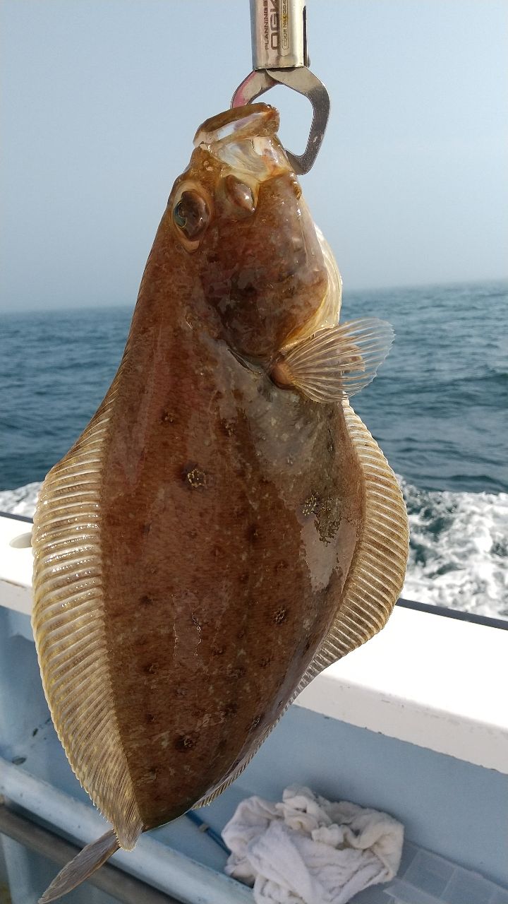 えびしんさんの釣果 2枚目の画像