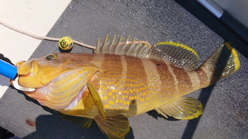 アオハタの釣果