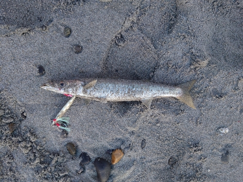 カマスの釣果