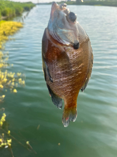 ブルーギルの釣果