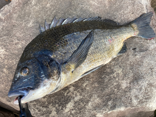 チヌの釣果