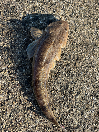 マゴチの釣果