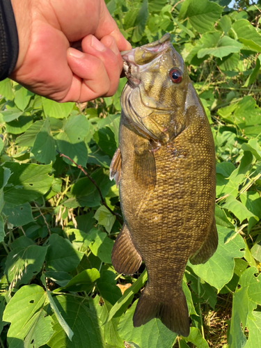 スモールマウスバスの釣果