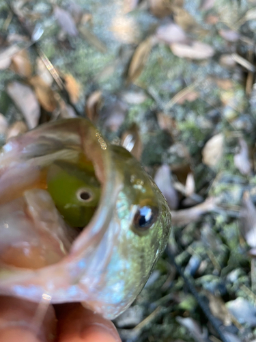 ブラックバスの釣果