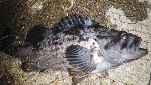 クロソイの釣果