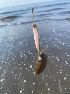 シタビラメの釣果