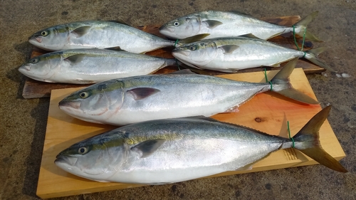 ブリの釣果