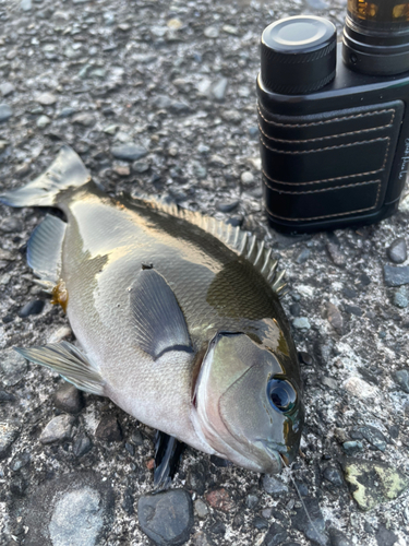 メジナの釣果