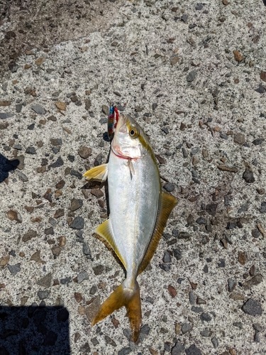 ショゴの釣果