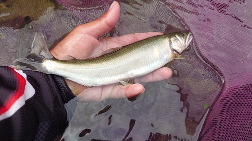 アユの釣果