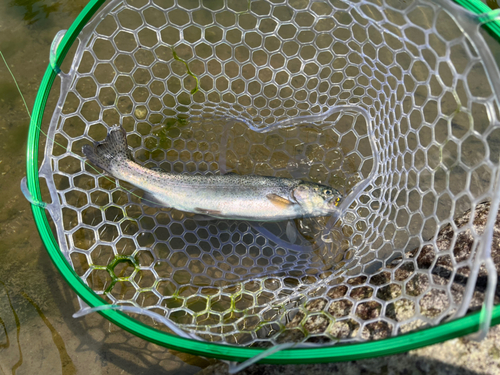 ニジマスの釣果