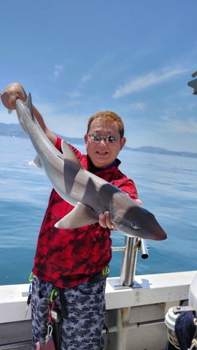 サメの釣果