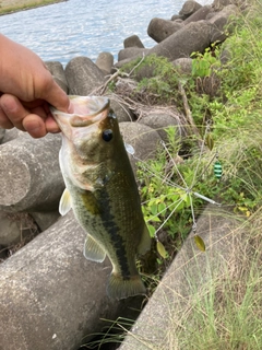 ラージマウスバスの釣果