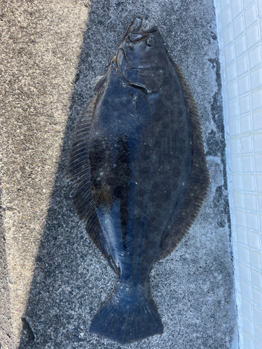 ヒラメの釣果