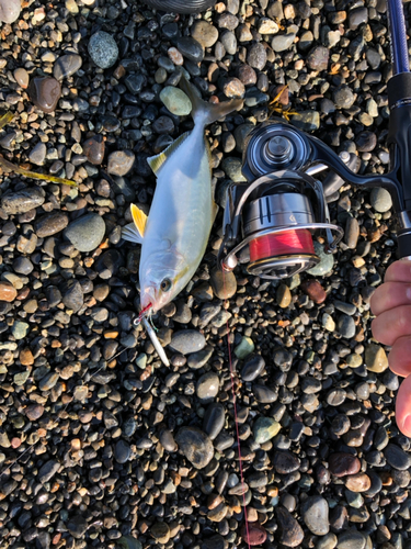 ショゴの釣果