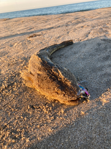 マゴチの釣果